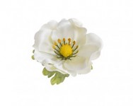 Hlavička anemone 7 cm  - bílá - 1ks