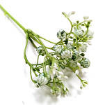 Gypsophilla zápich - 30 cm - bílo-zelená