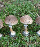Bedla (houba) polystone - 11 cm