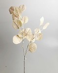 Eukalyptus vánoční ice - krémový