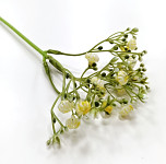 Gypsophilla zápich - 30 cm - sv.žlutá