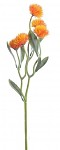 Oset oranžový - 51 cm