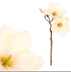 Magnolie 40 cm - krémová