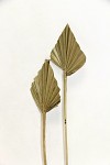 Palmový list (palm spear) - natur - 35 cm