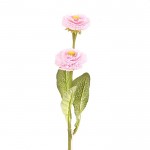 Sedmikráska sv.růžová - stvol se 2 květy