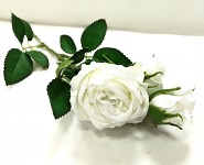 Růže zápich mini - 2 květy s poupětem - bílá