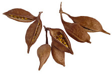 Brachychiton přírodní sušený - 50 g