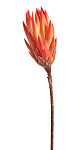 Sušená protea repens - červená - 1 ks