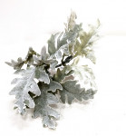 Starček frost zápich - 20 cm 