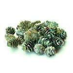 Šišky malé mátové glitr - 50 g Šišky malé mátové glitr - 50 g