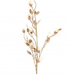 Magnolie ojínělá poupě - stvol 105 cm - ivory