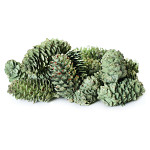 Šišky velké mátové glitr - 65 g Šišky velké mátové glitr - 65 g