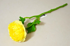 Ranunculus (pryskyřník) 31 cm - žlutý
