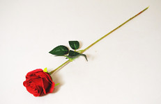 Růže Velvet s poupětem červená - 46 cm