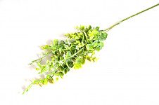 Eukalyptus s bílými květy - 70 cm