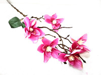 Magnolie stvol 63 cm - růžová