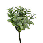 Buxus mini zápich 10 ks -14 cm