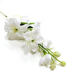 Delphinium bílé 40 cm - stvol 