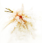 Umělá pampová tráva - svazek 3 ks - krémovo - lososová