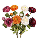 Ranunculus podzimní stvol 64 cm - bordo