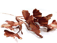 Ginkgo biloba 34 cm - měděná