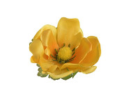 Hlavička anemone 7 cm  -  žlutá - 1ks  
