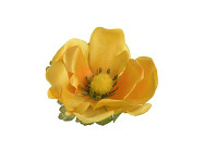 Hlavička anemone 7 cm  -  žlutá - 1ks  
