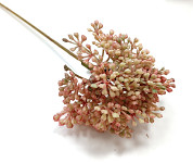 Rozchodník (sedum) zápich - krémovorůžový