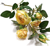 Růže planá 50 cm - žlutá