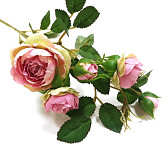 Růže planá 50 cm - sv.růžová