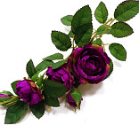 Růže planá 50 cm - tm.fialová