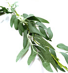 Ruscus barevný - zelený - 60 cm 