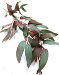 Ruscus barevný - zeleno-vínový - 60 cm 