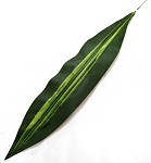 List aspidistra 47 cm - zápich 