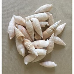 Mušle cerethium vergatus - 100 g 
