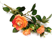 Růže planá 50 cm - oranžová