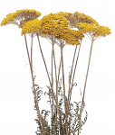 Achilea (řebříček) sušená - 50 cm