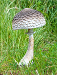Bedla (houba) polystone - 20 cm