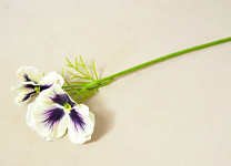 Maceška mini 26 cm - bílo-fialová