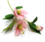 Čemeřice 53 cm -  2 květy a poupě - růžová