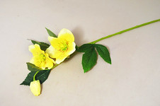 Čemeřice 53 cm -  2 květy a poupě - žlutá