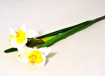 Narcis svazek 40 cm - 4 květy  bílo - žlutý 