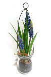 Modřenec (muscari) v závěsné skleničce 17 cm  