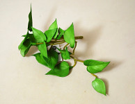 Listy anthurie 13 cm - zápich - zelené