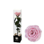 Stabilizovaná růže na stonku 35 cm - růžová