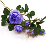 Růže planá 50 cm - sv.modrá