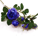 Růže planá 50 cm - tm.modrá 