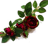 Růže planá 50 cm - bordo