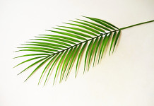 Palmový list zelený - 59 cm
