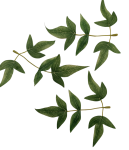 Větvička javoru s 5 lístky - 15 cm Větvička javoru s 5 lístky - 15 cm